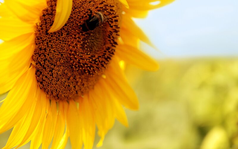 Bee on a sunflower