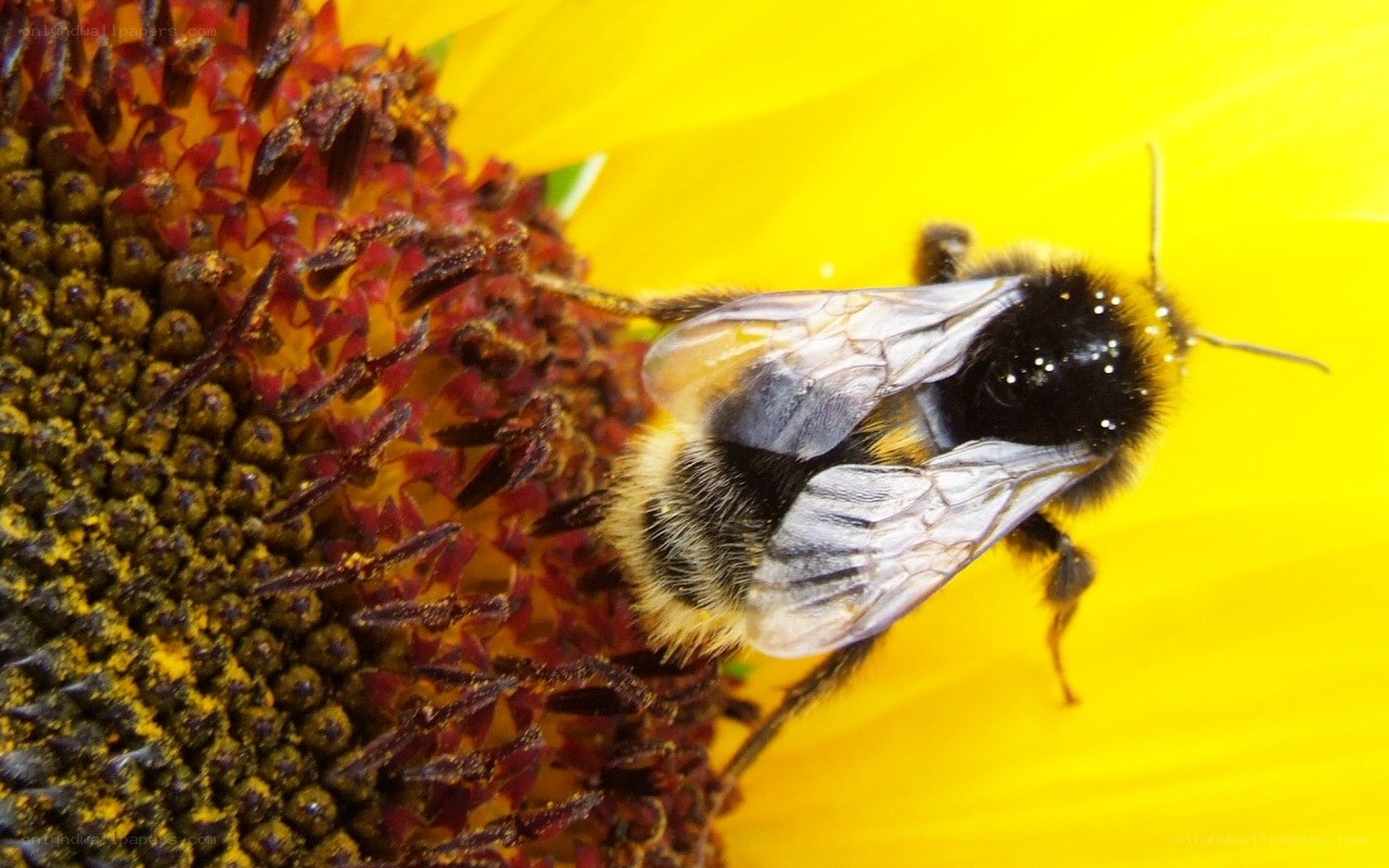 Bee on a sunflower