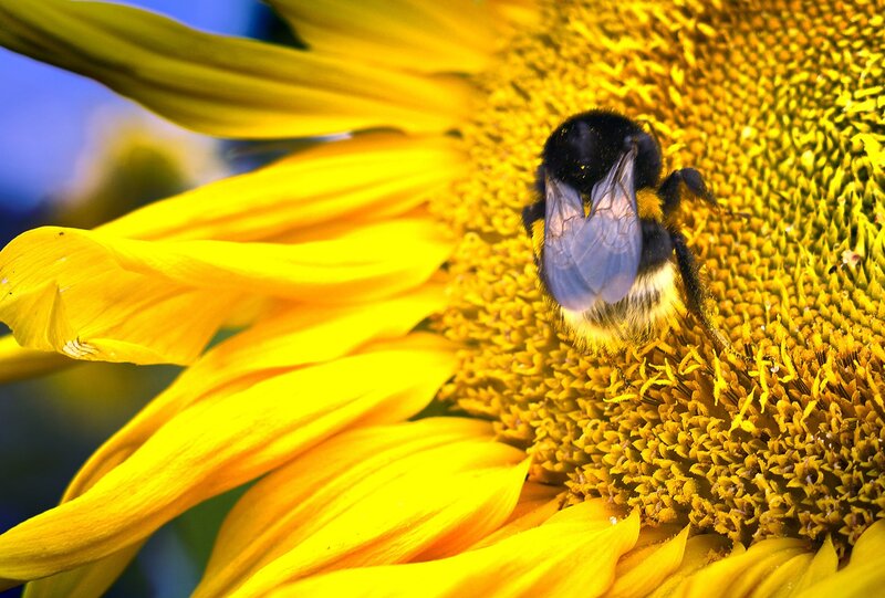 Bee on a sunflower