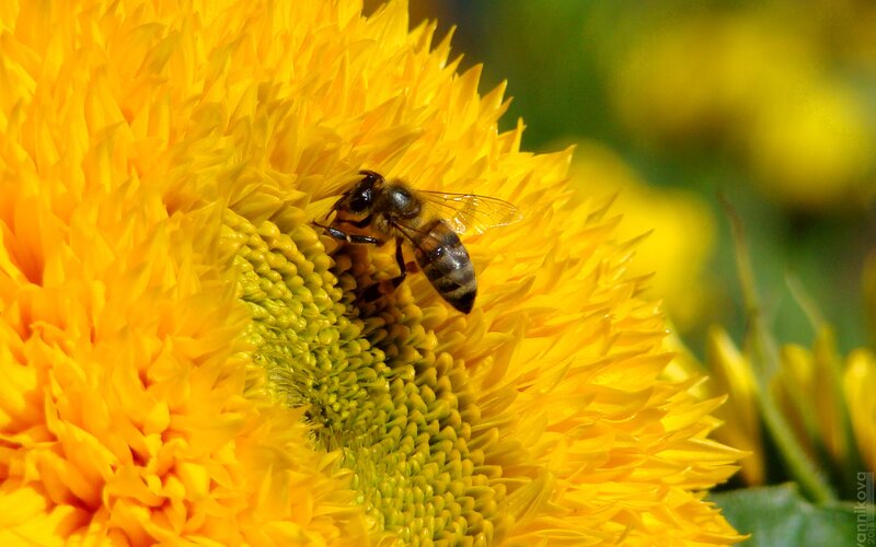 bee on a sunflower
