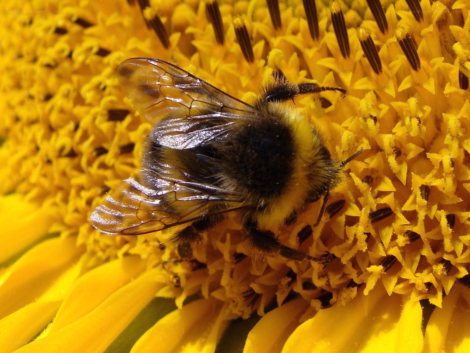 bee on a sunflower