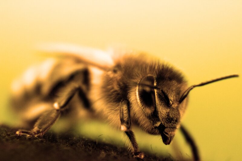 Bee on a Surface