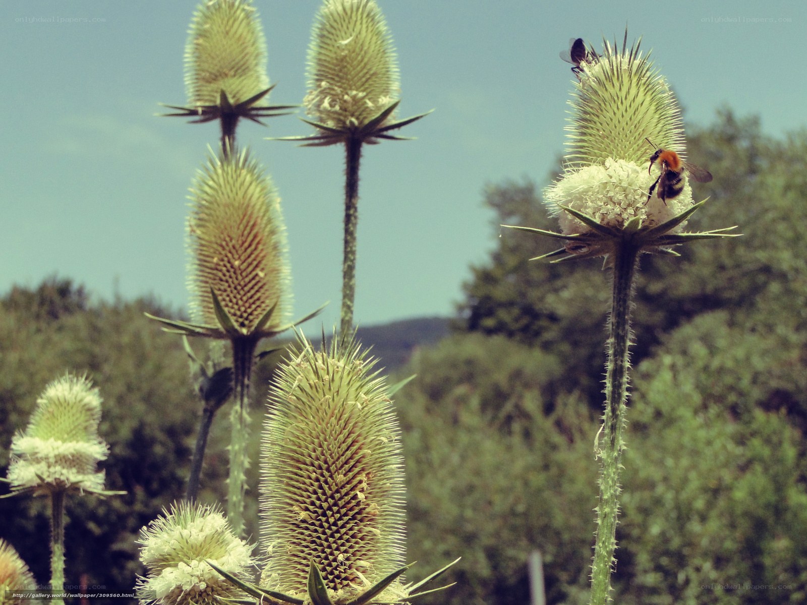 Bee on a thistle flower