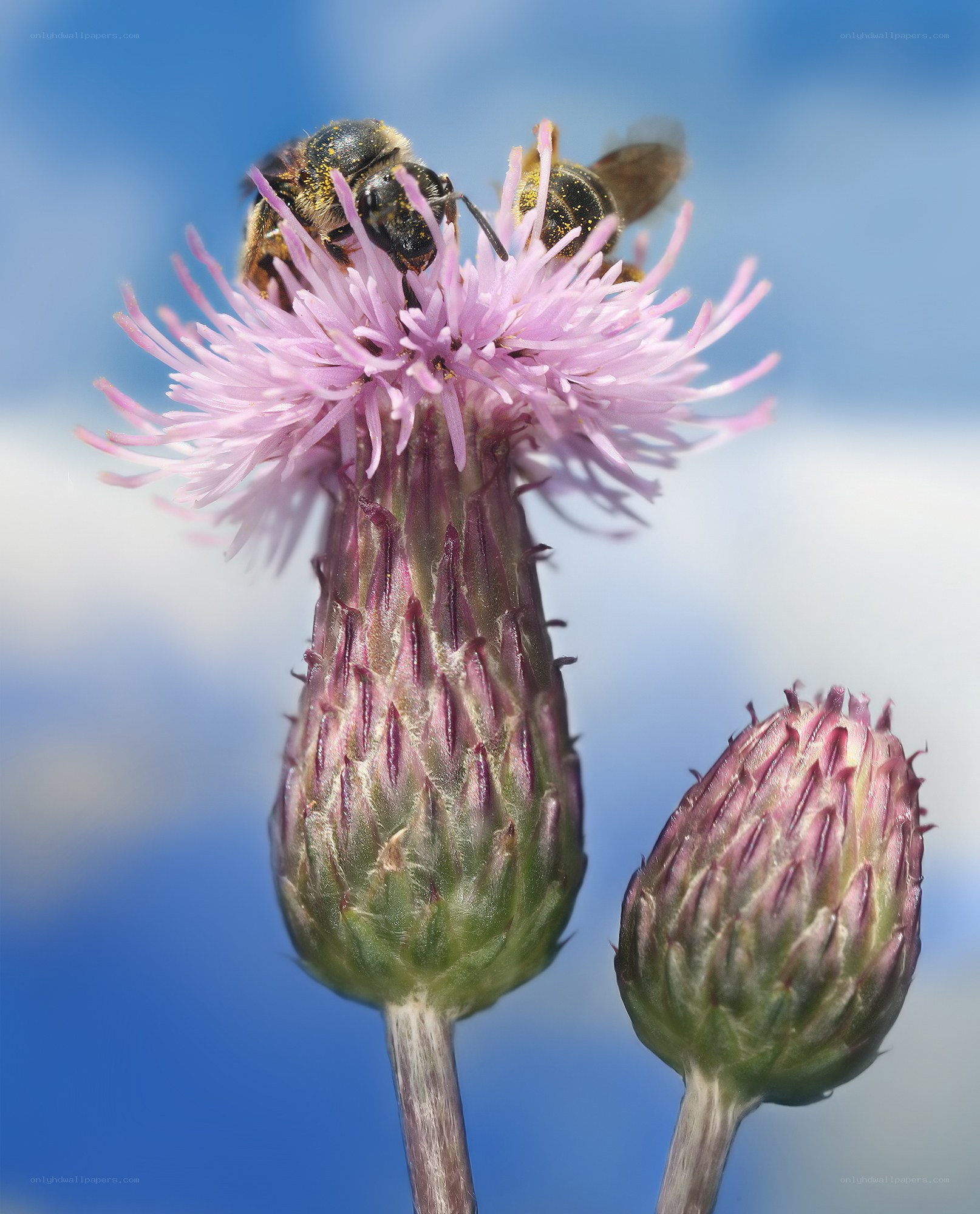 bee on a thistle flower