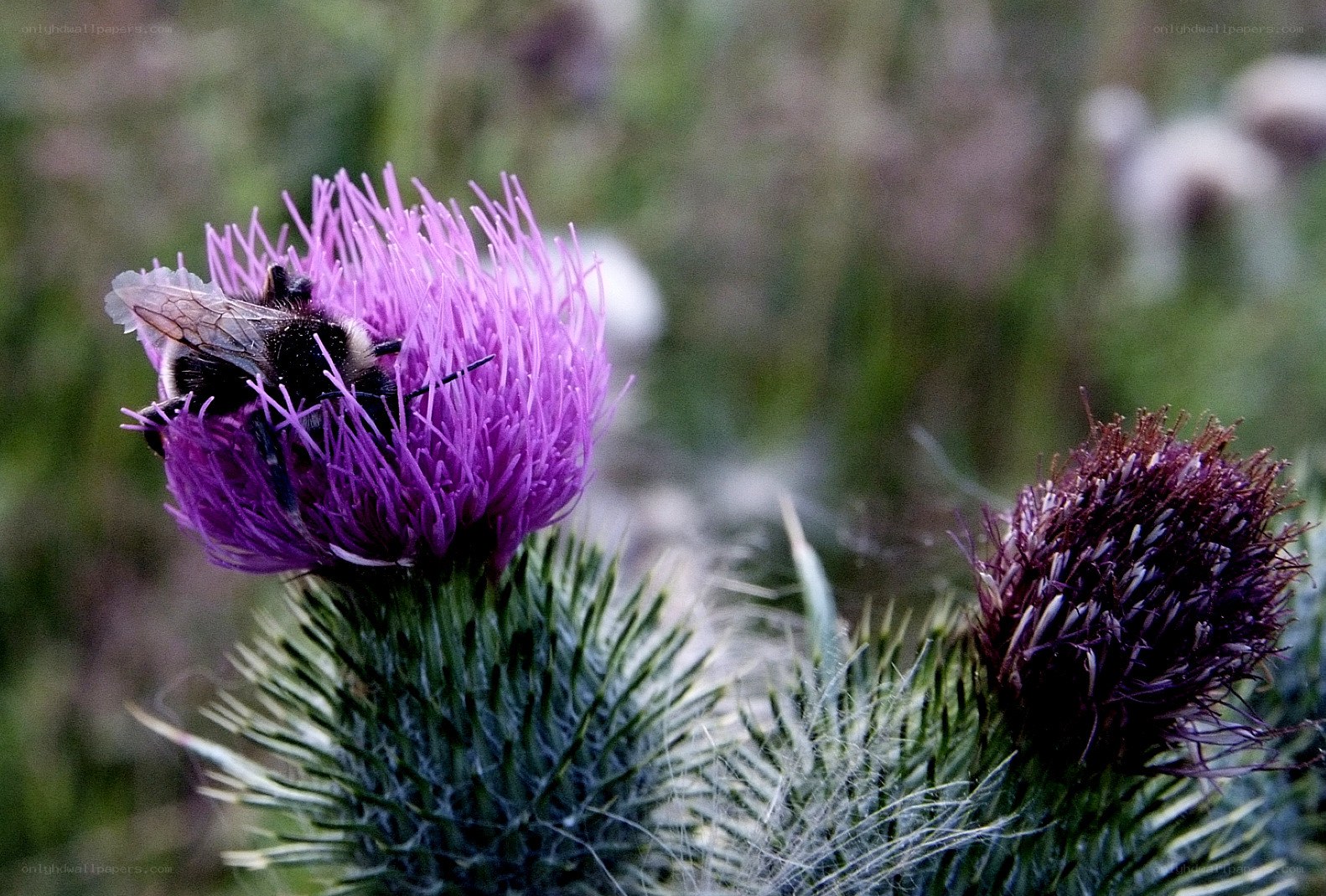 Bee on a thistle flower