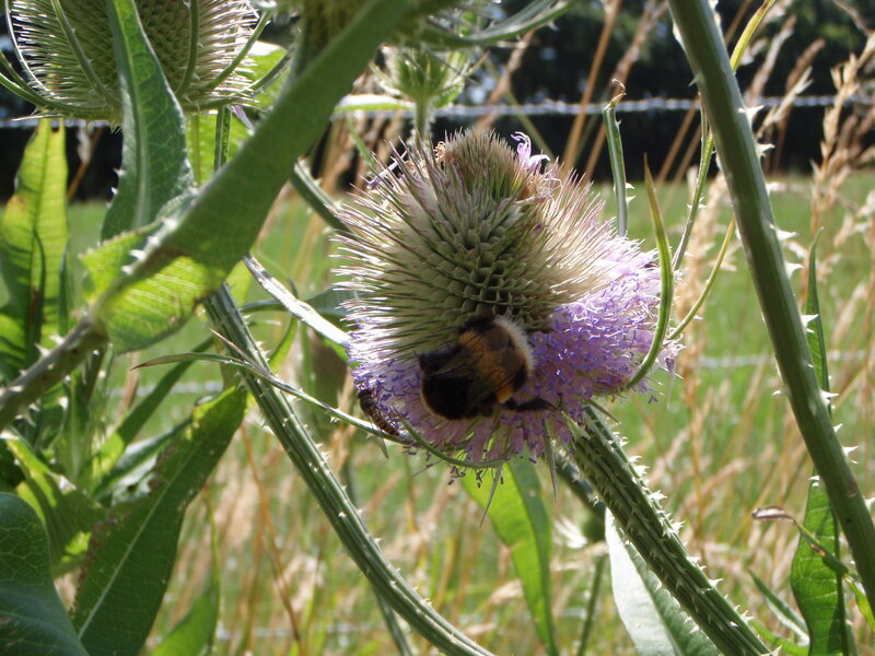 Bee on a thistle flower