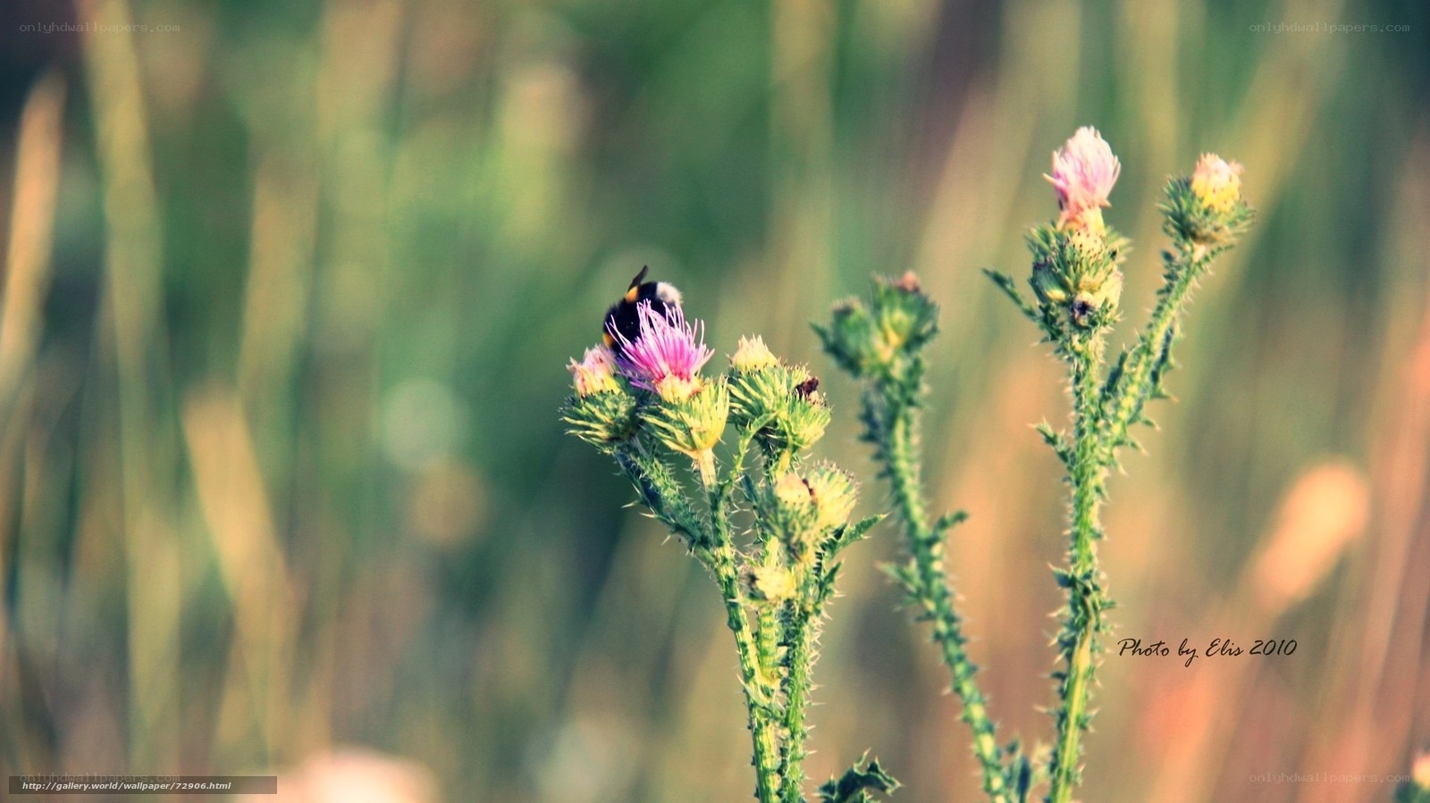 bee on a thistle flower