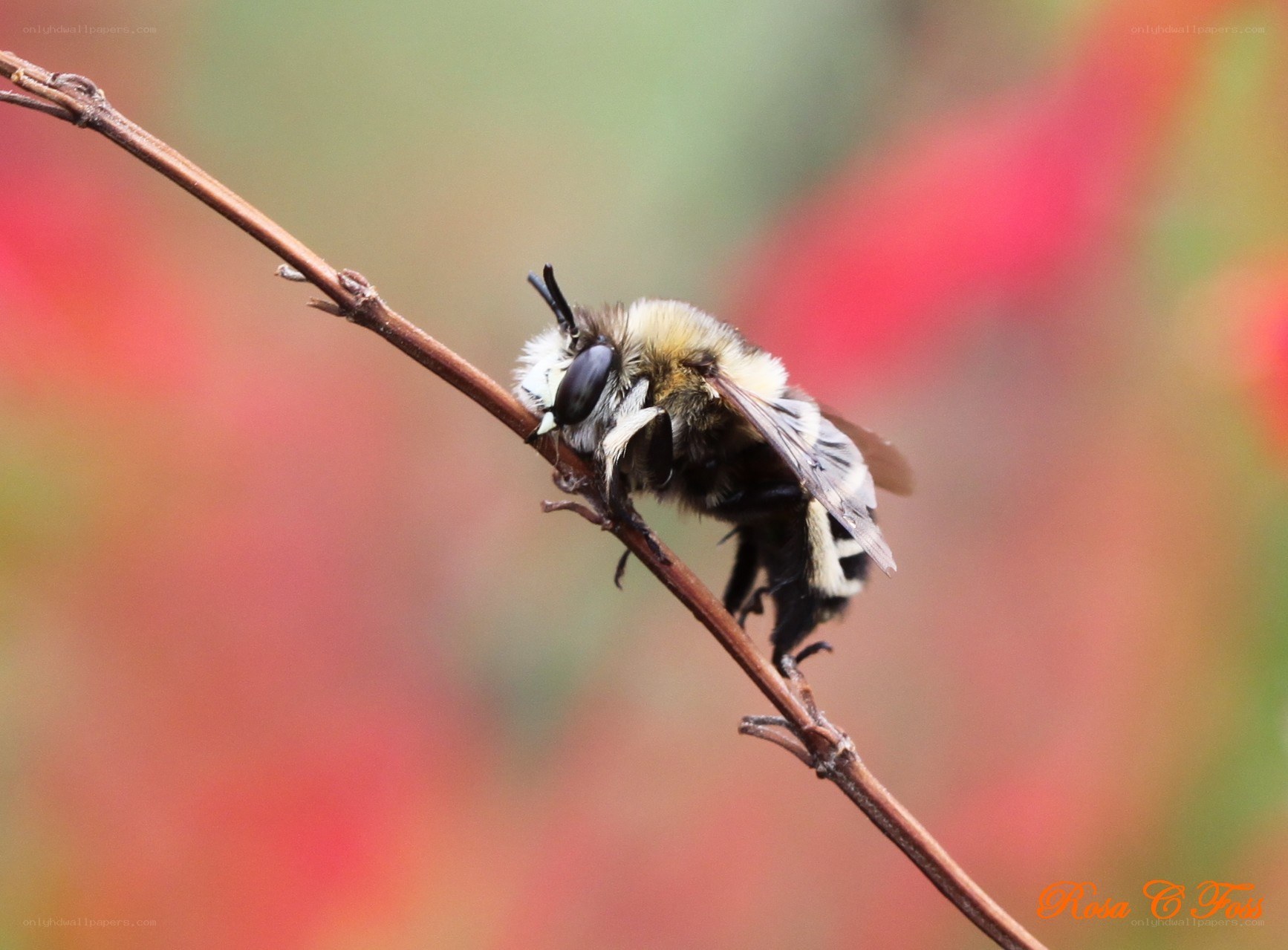bee on a twig