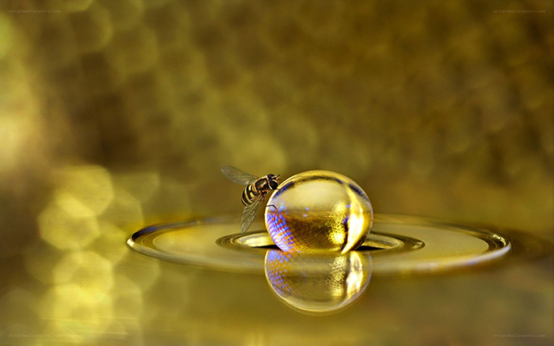 bee on a water droplet