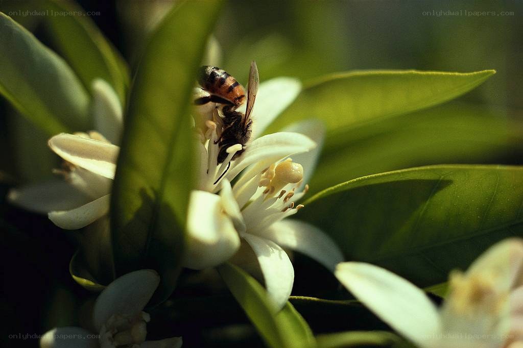 bee on a white flower