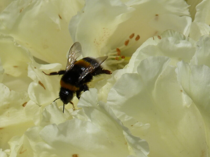 Bee on a white flower
