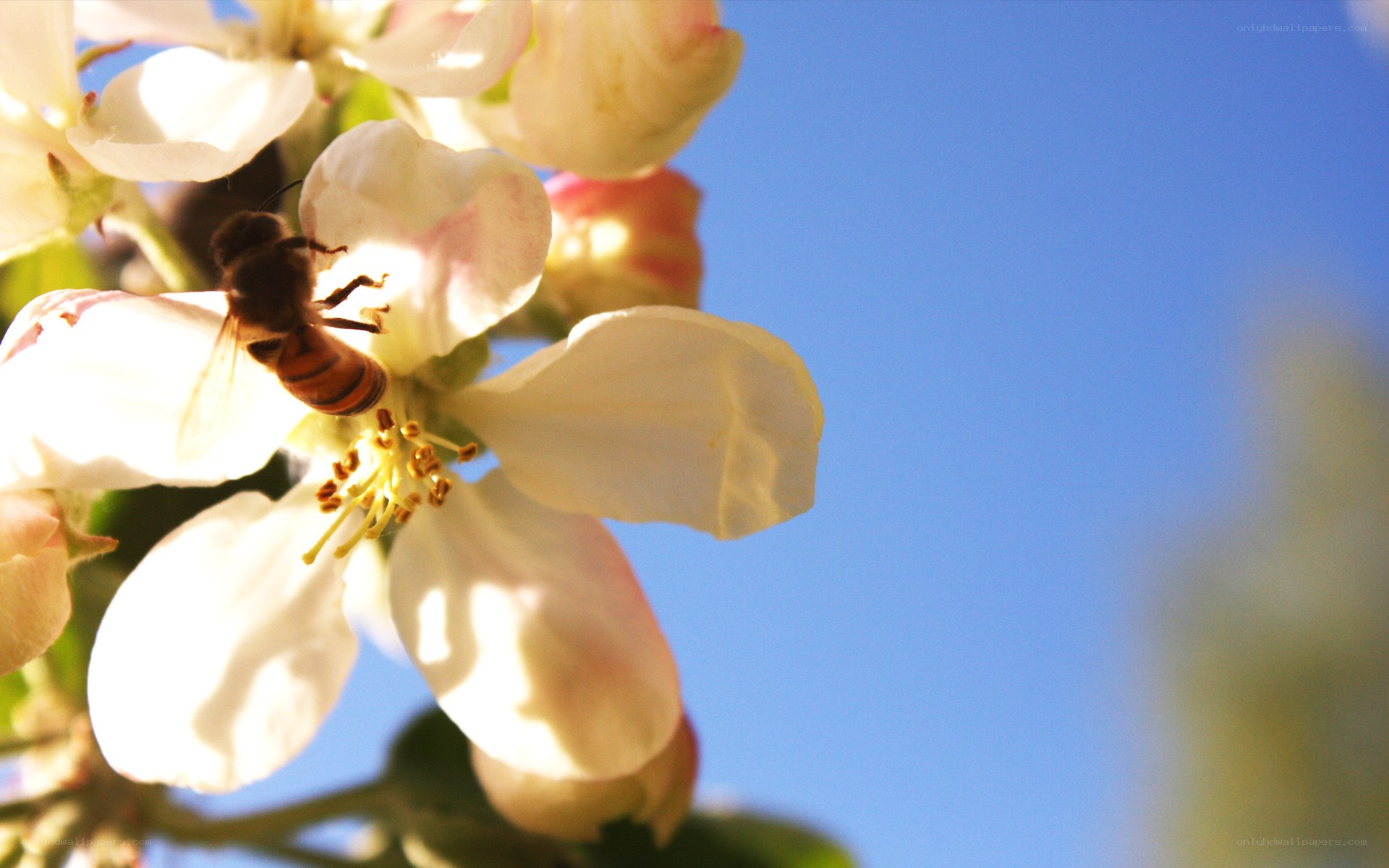 bee on a white flower