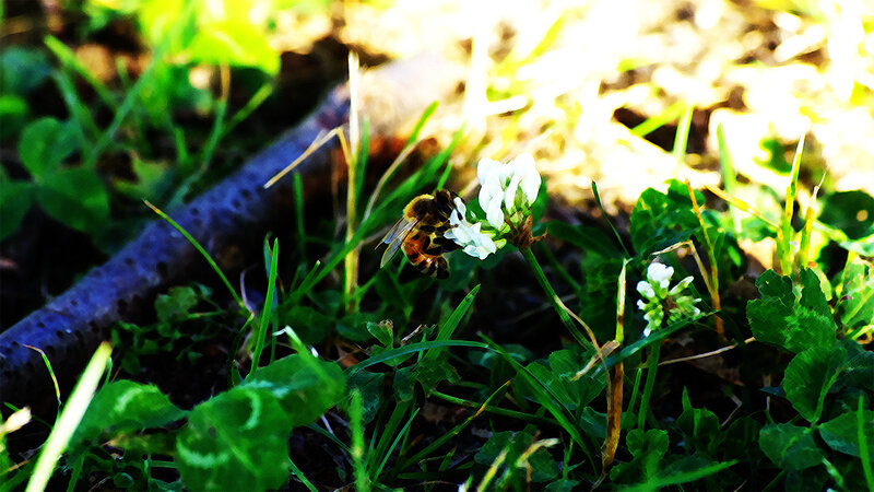 bee on a white flower