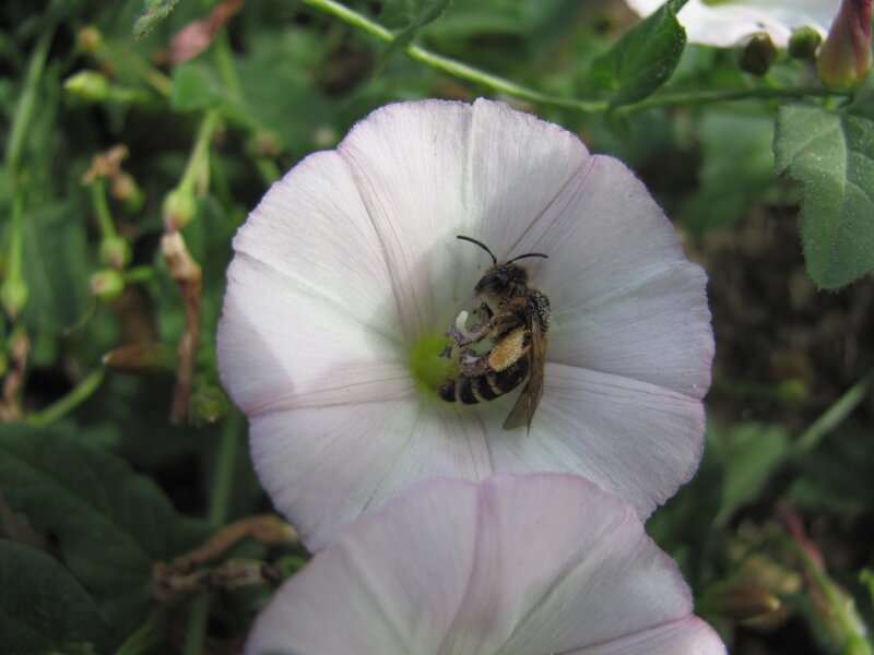 bee on a white flower