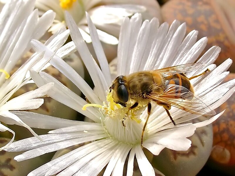 bee on a white flower