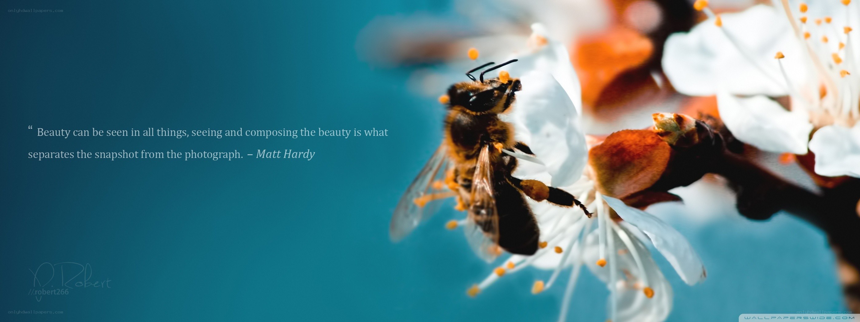 bee on a white flower