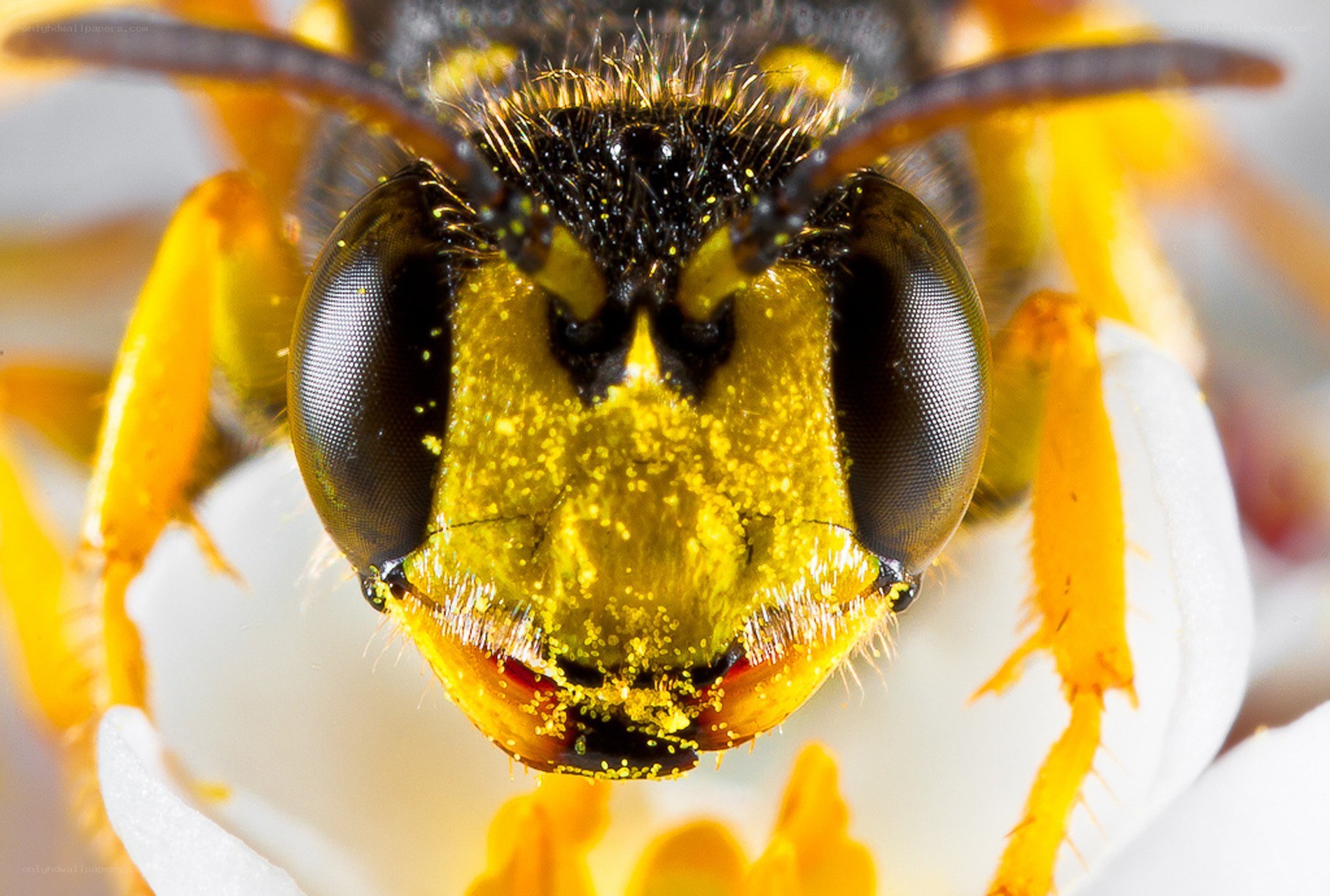 bee on a white flower