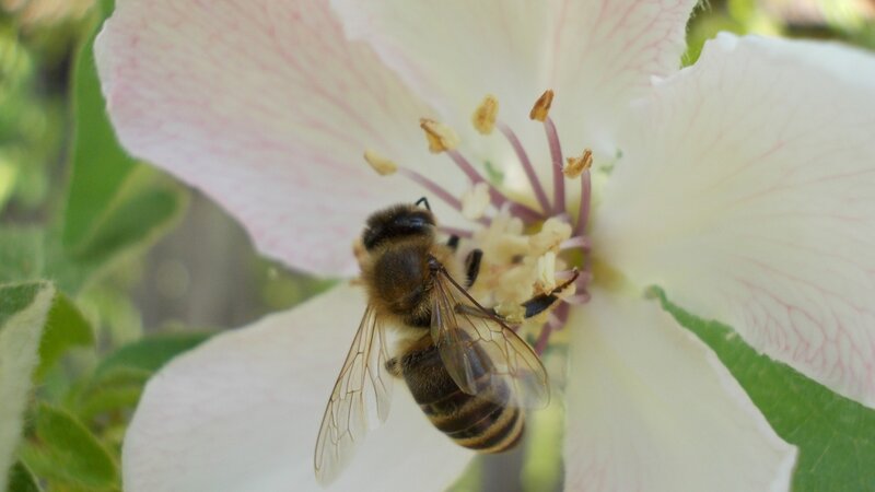 bee on a white flower