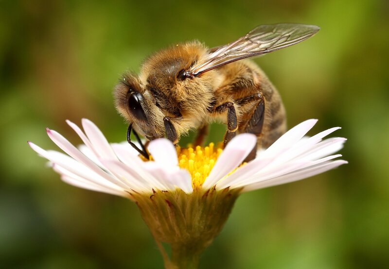 bee on a white flower