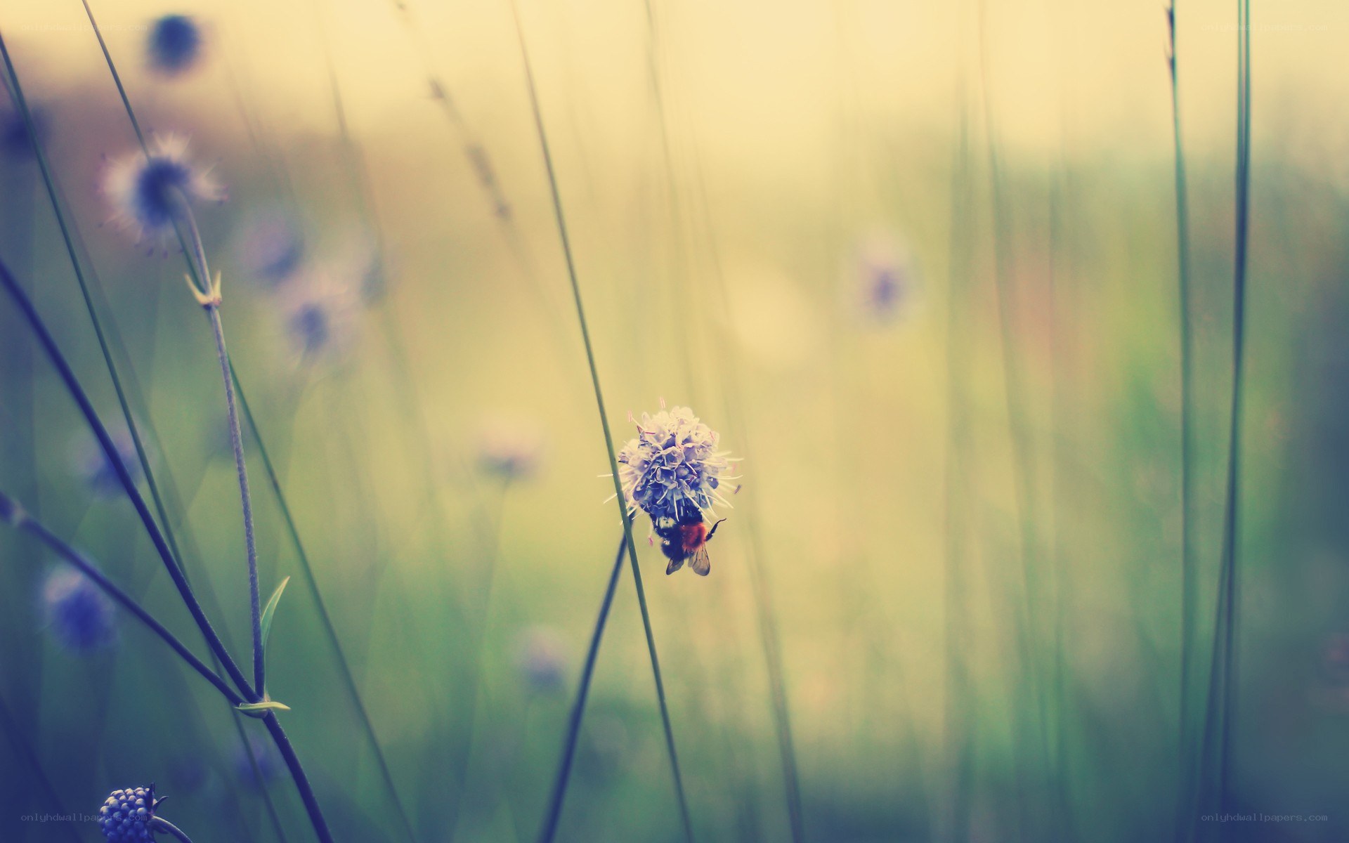 bee on a wildflower in a field