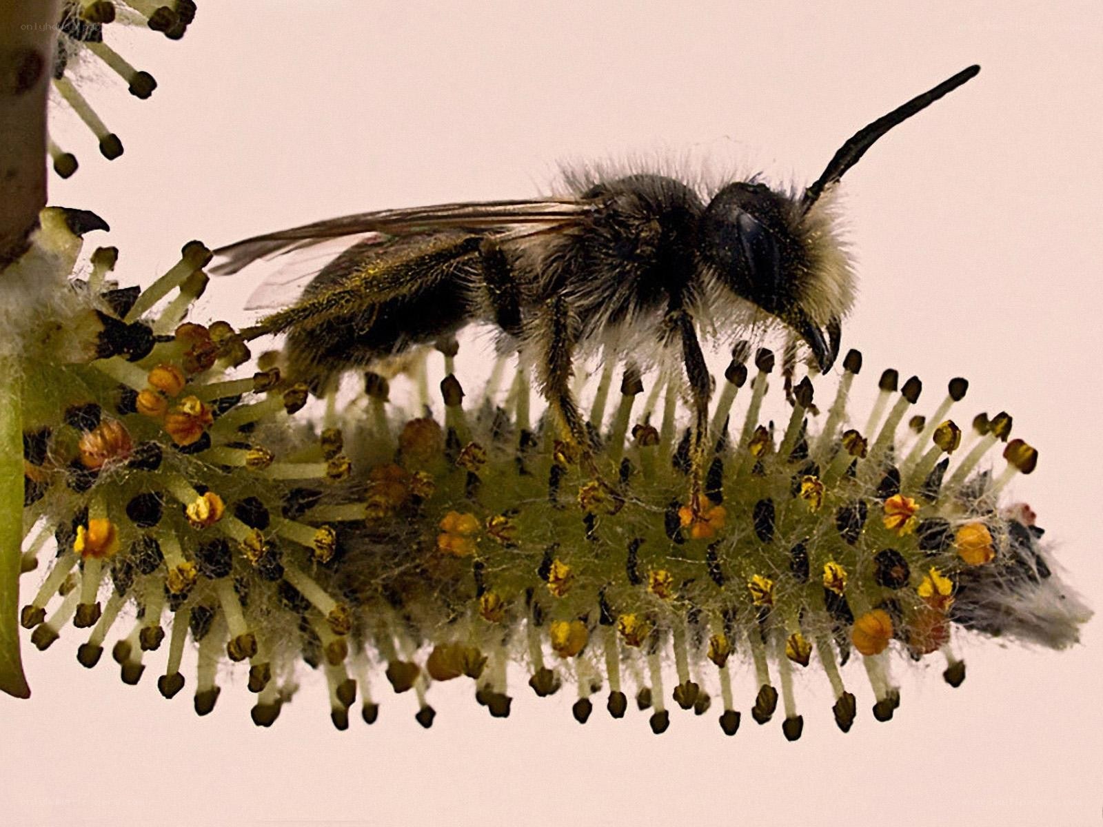 bee on a willow catkin
