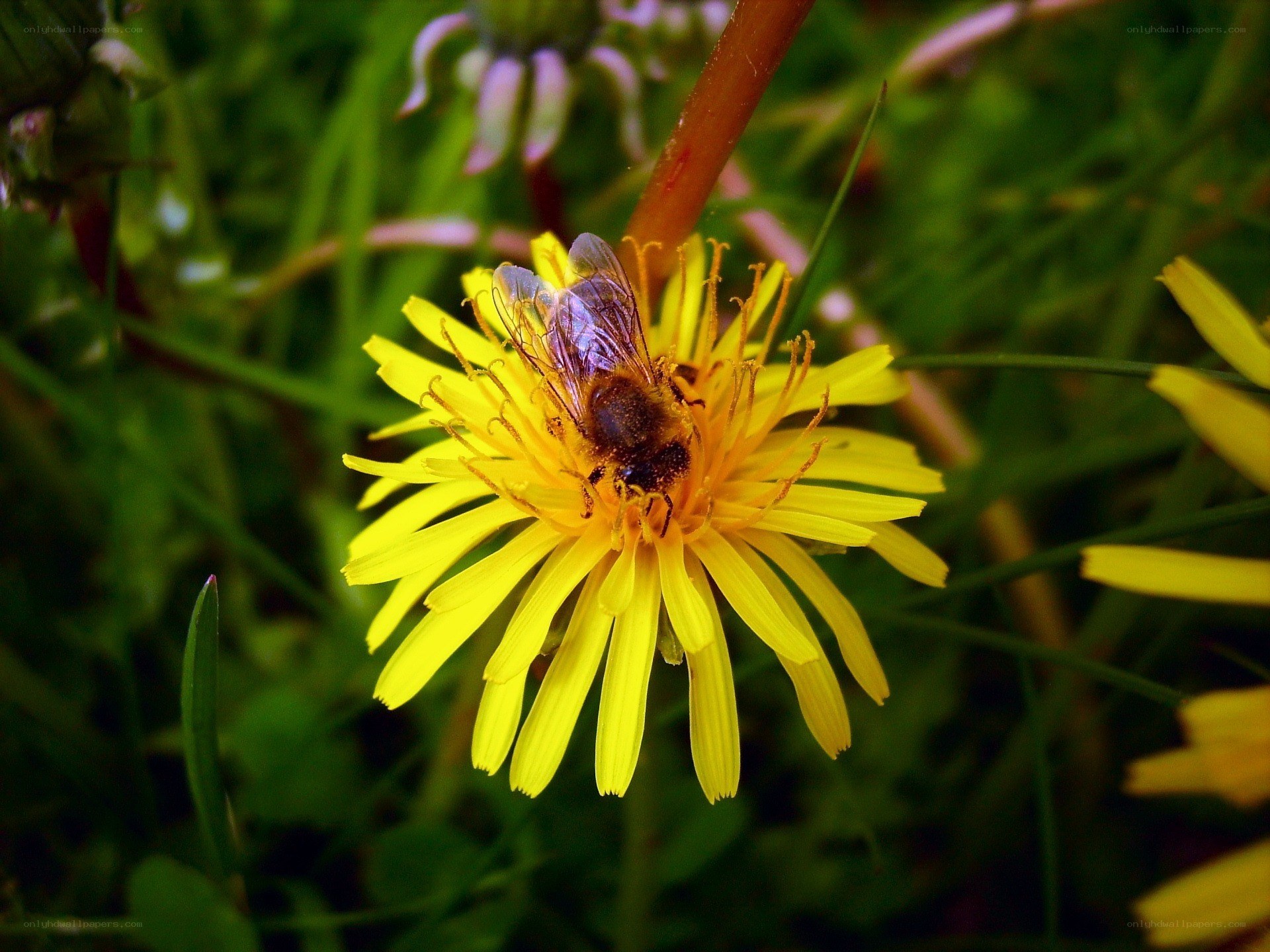 bee on a yellow flower