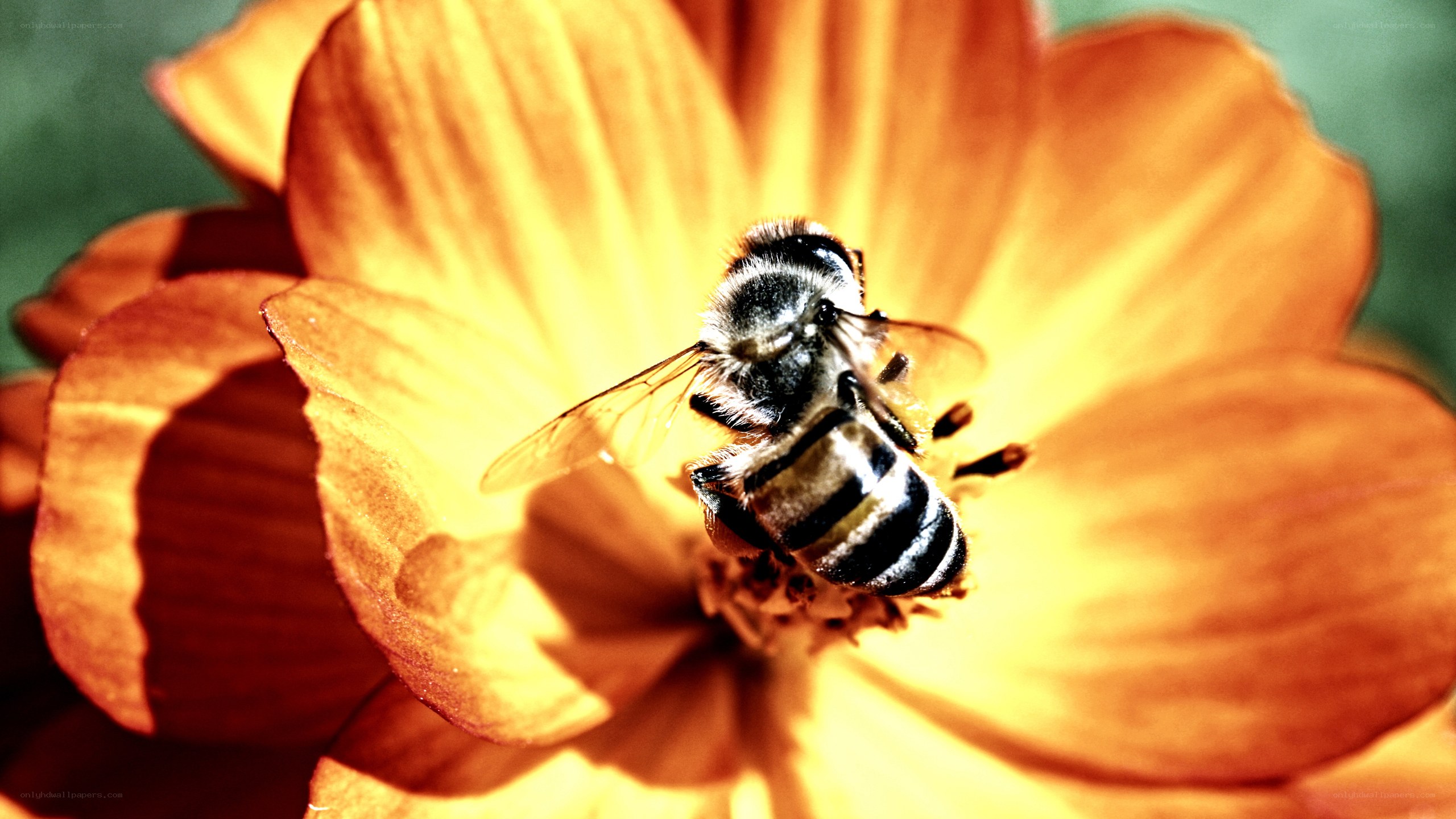 bee on a yellow flower