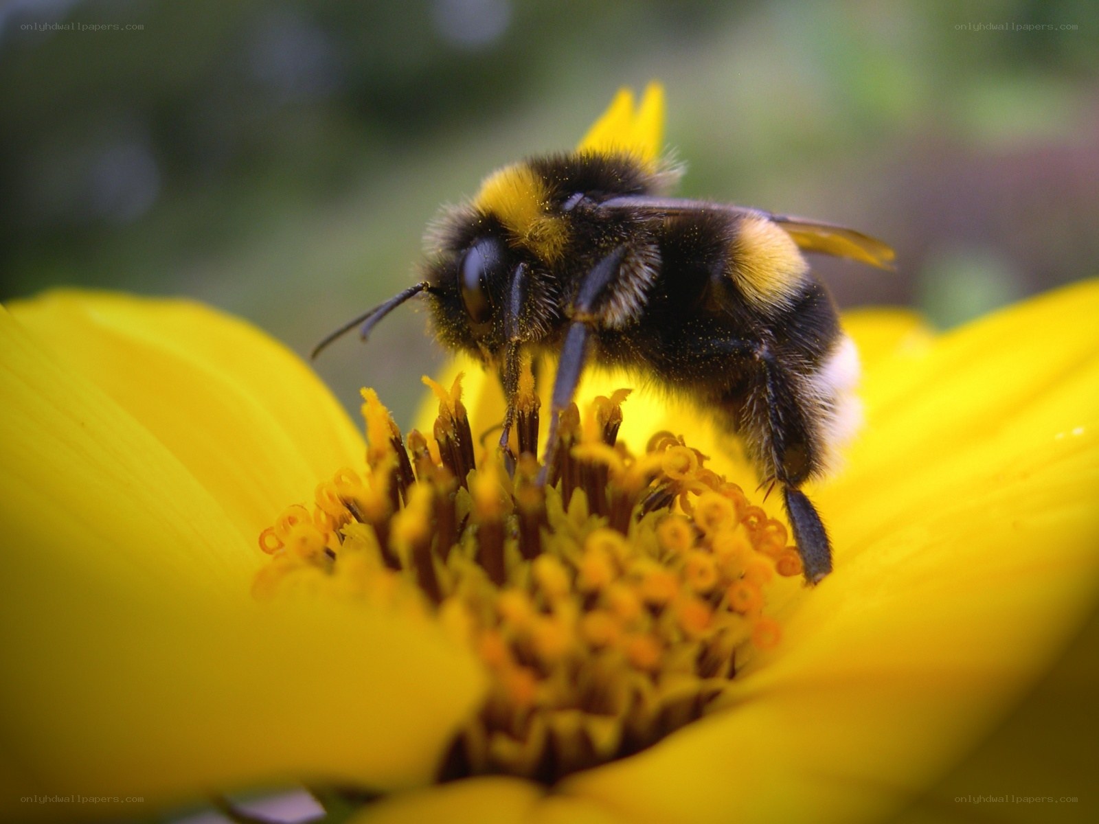 Bee on a yellow flower