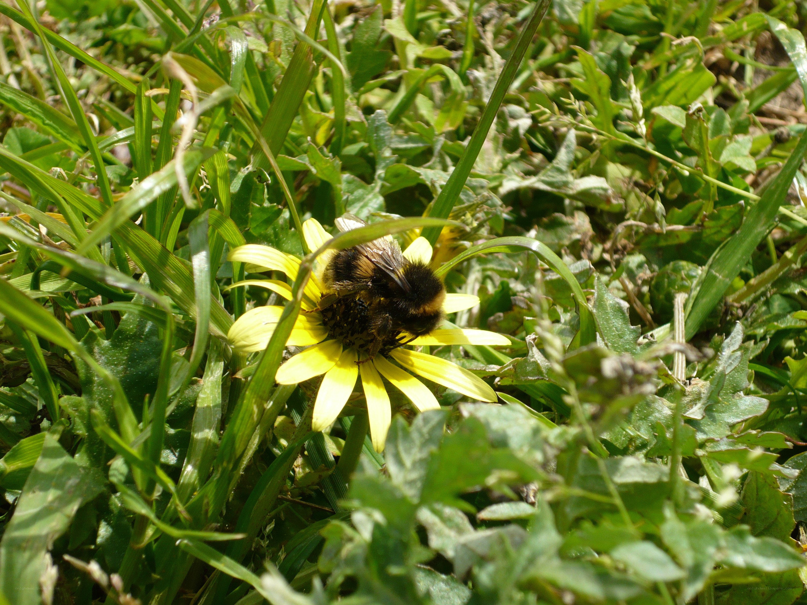 Bee on a yellow flower