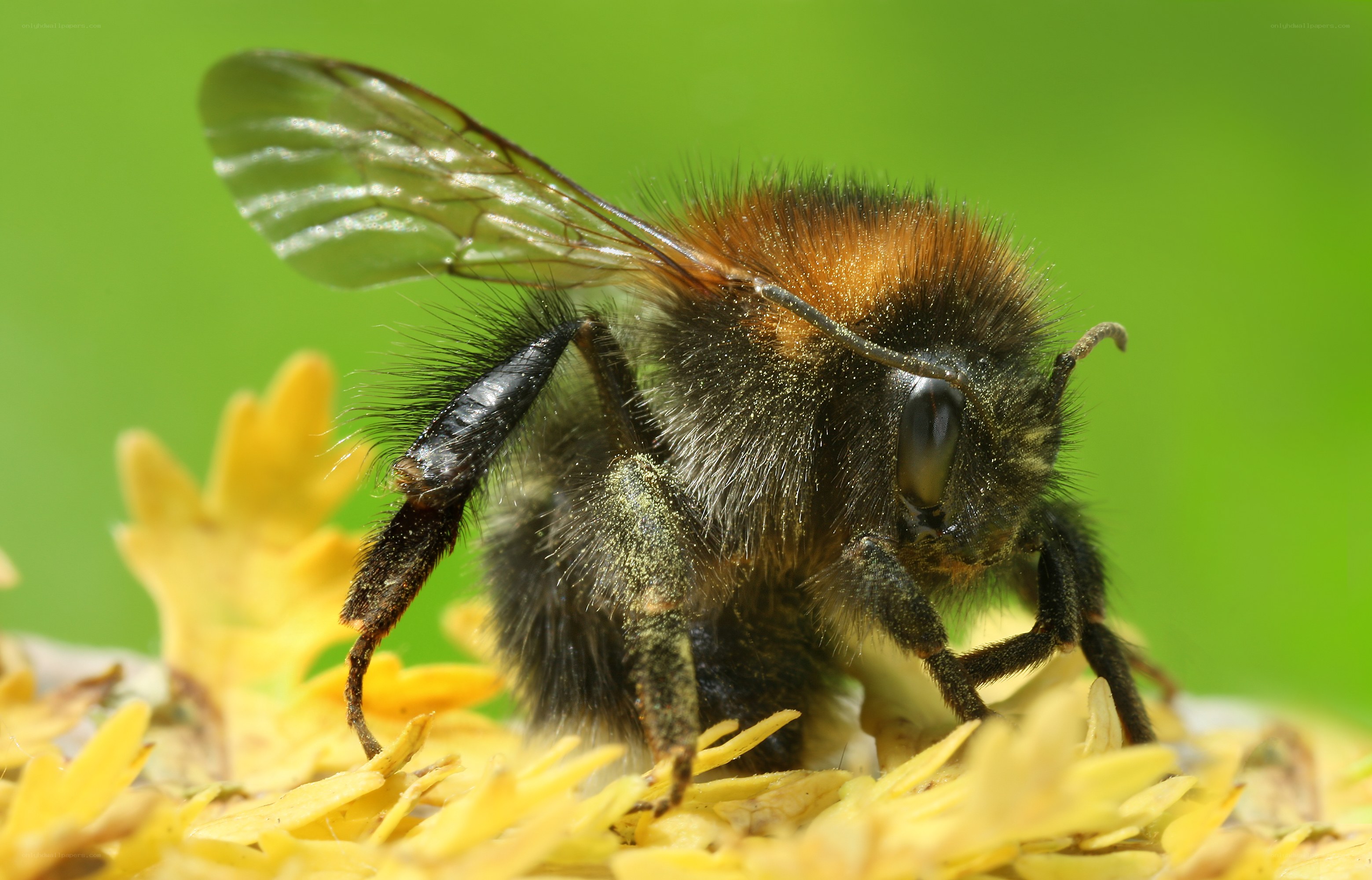 Bee on a yellow flower