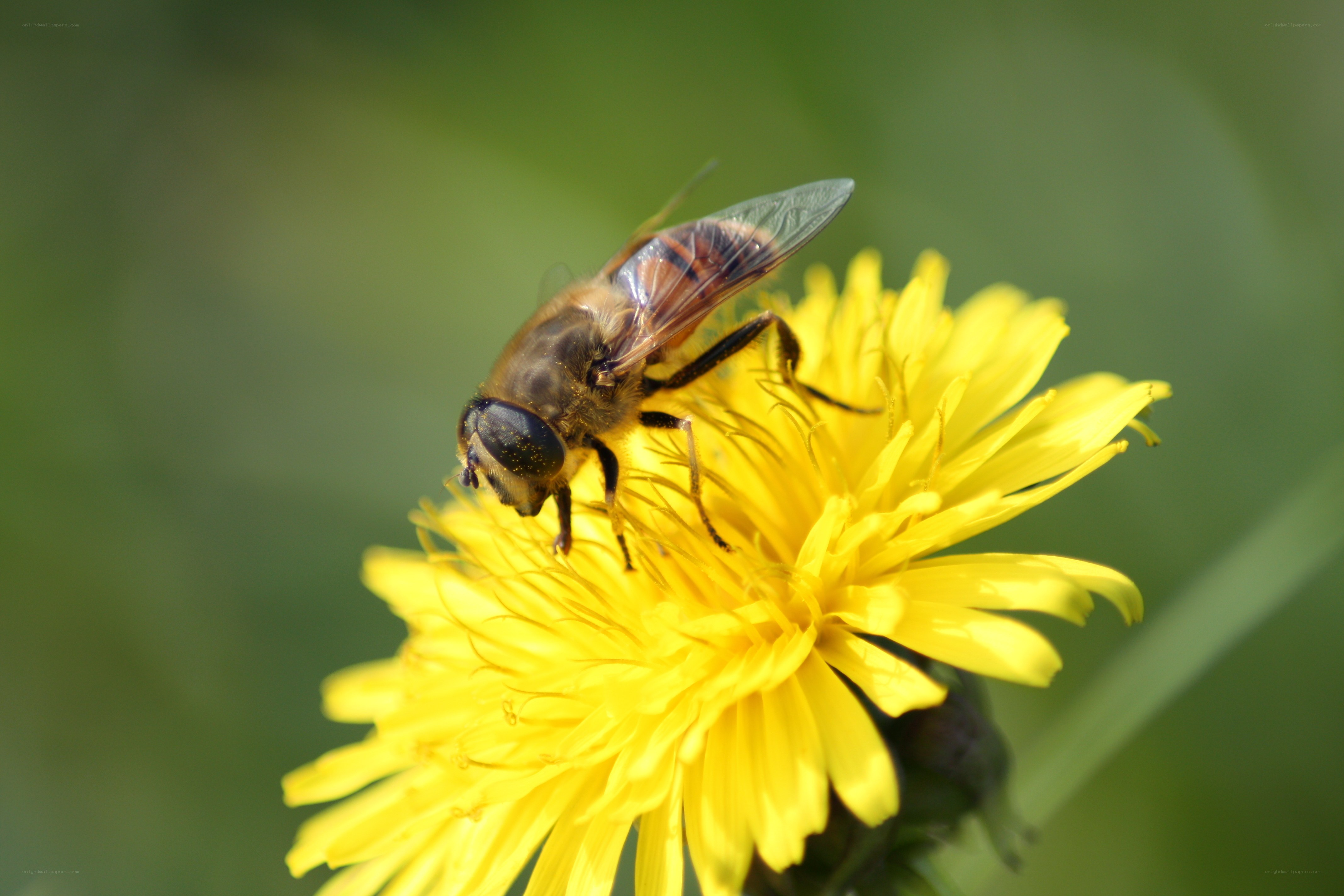 bee on a yellow flower