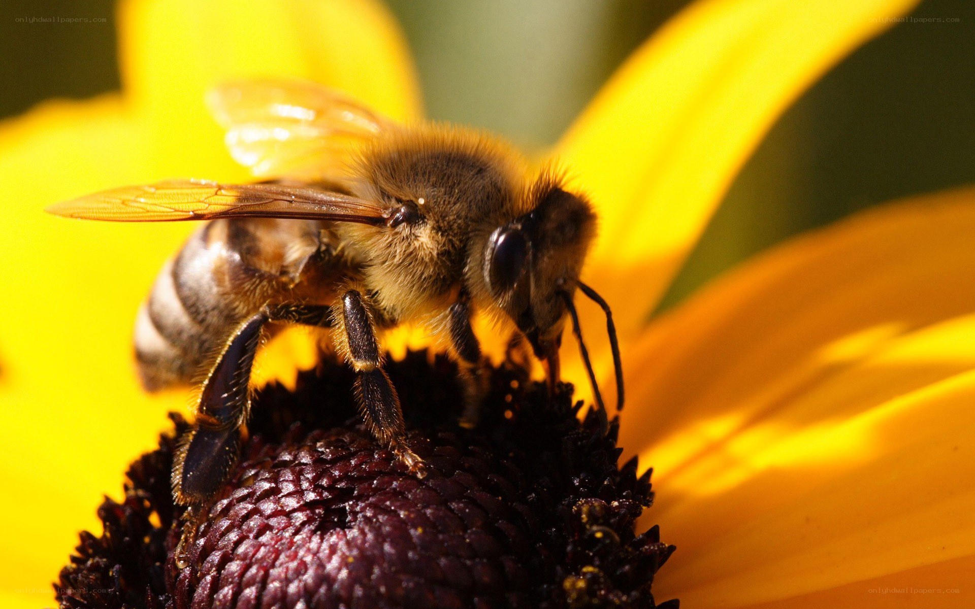 bee on a yellow flower