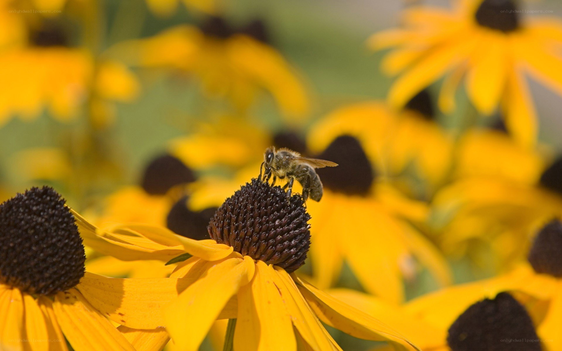 bee on a yellow flower