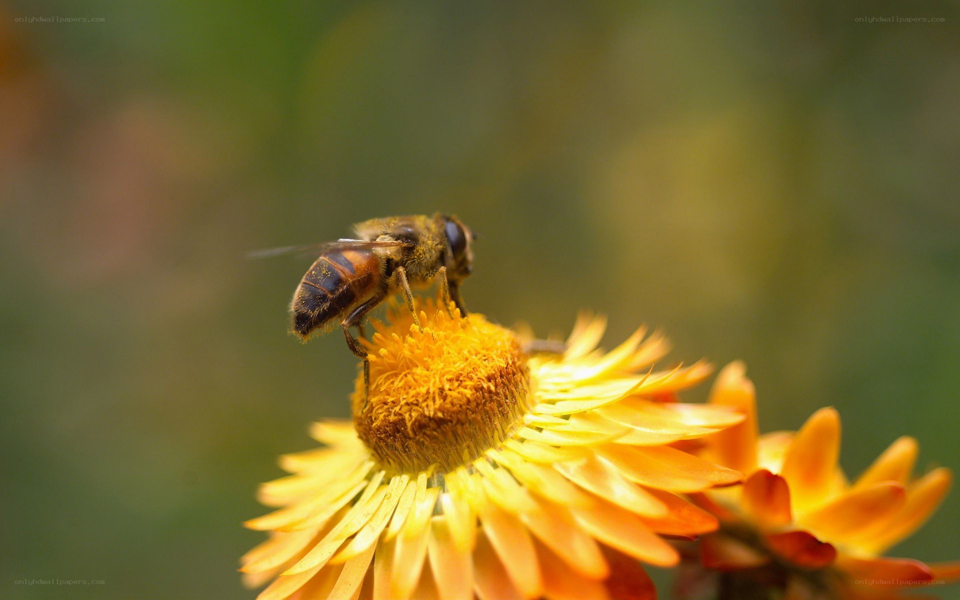 bee on a yellow flower
