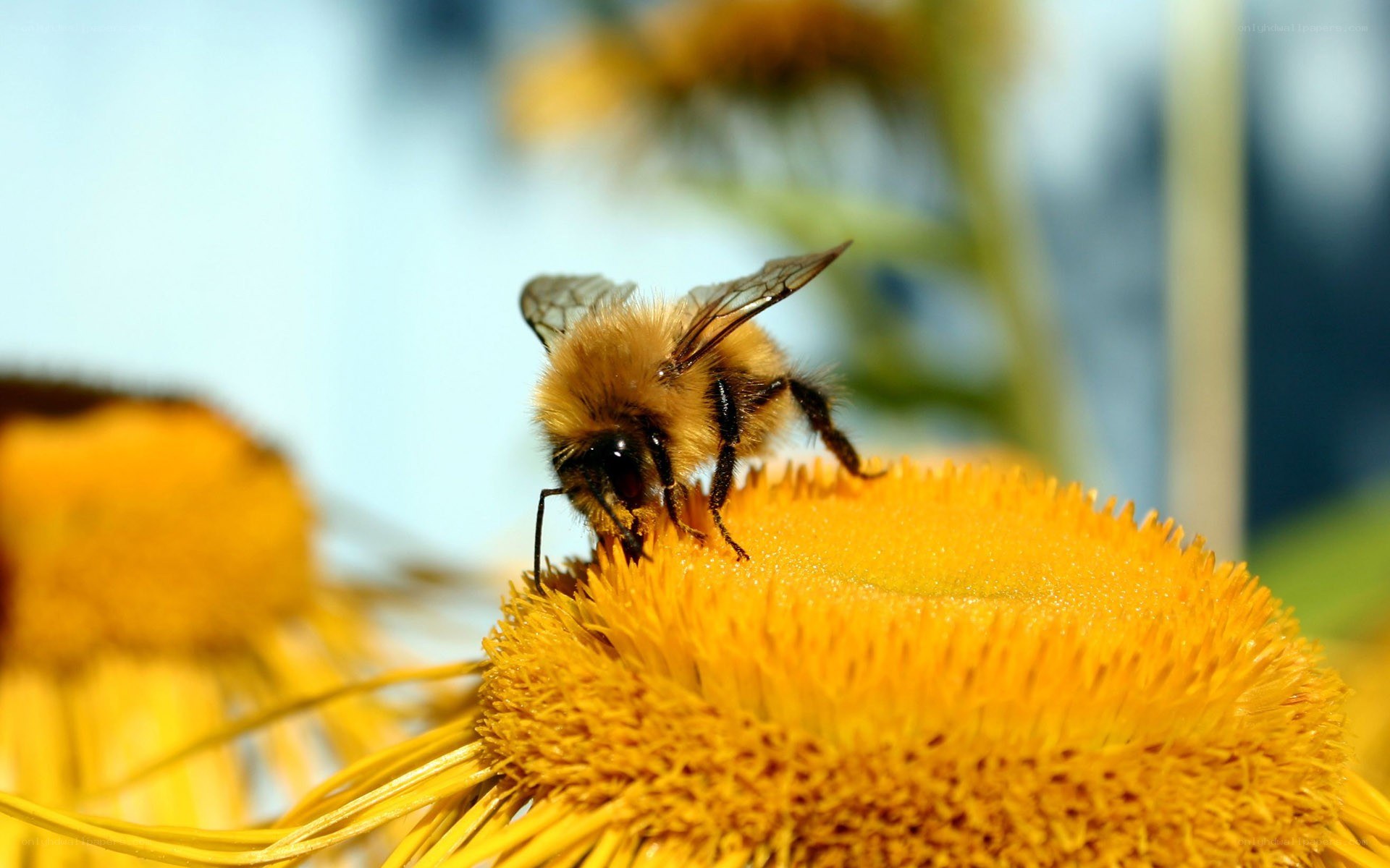 bee on a yellow flower