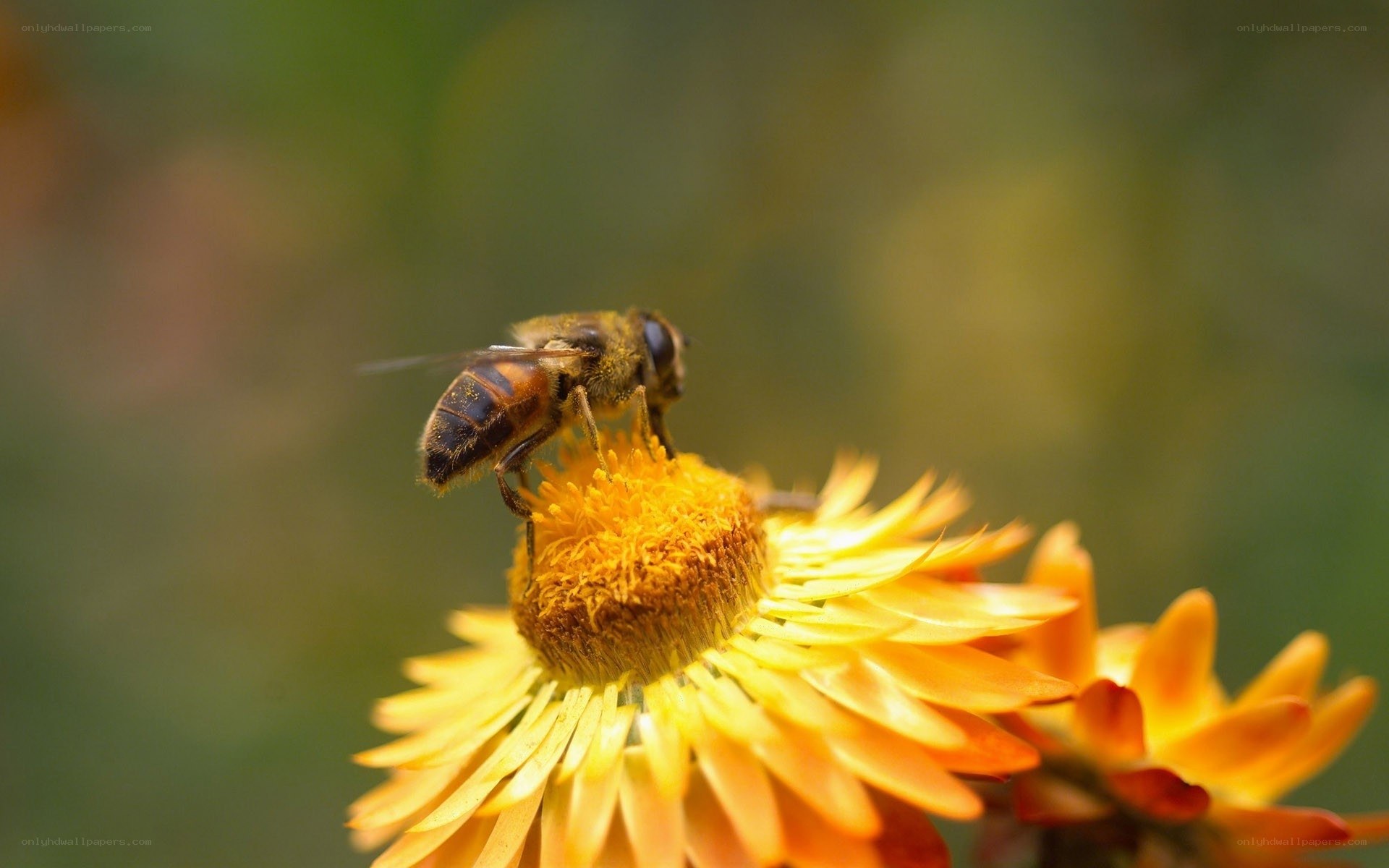 bee on a yellow flower