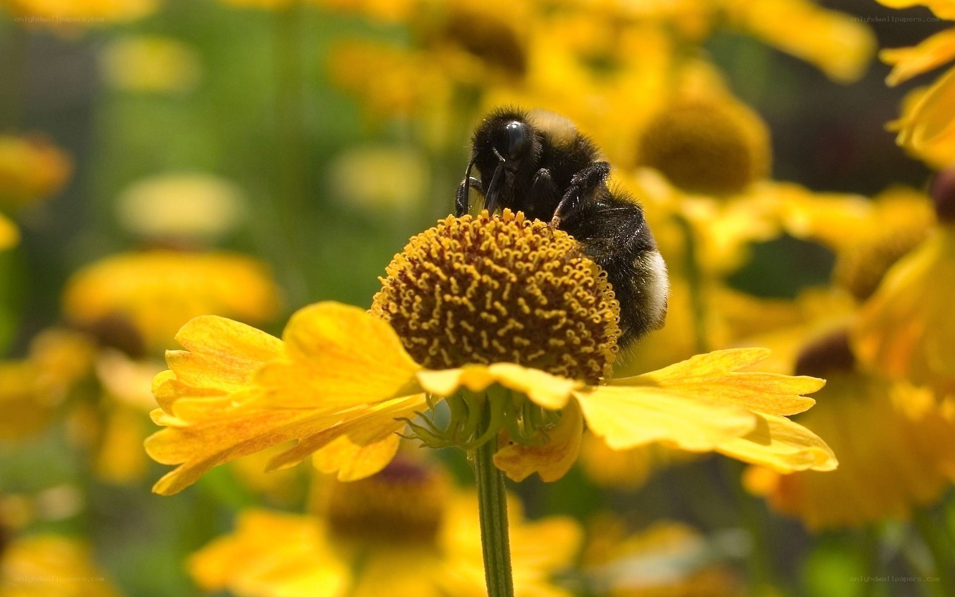 Bee on a yellow flower