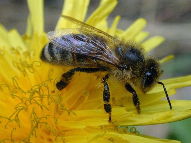 bee on a yellow flower