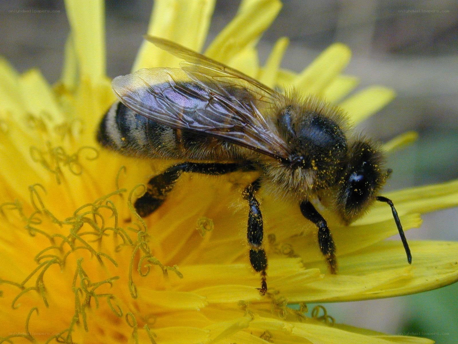 bee on a yellow flower