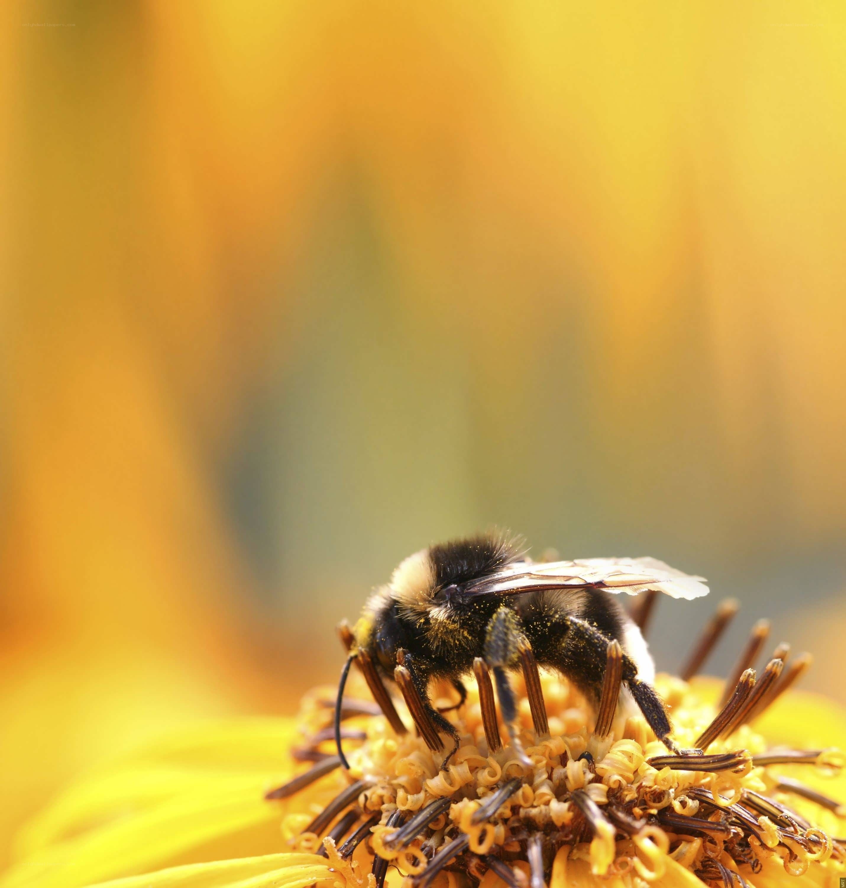 Bee on a yellow flower