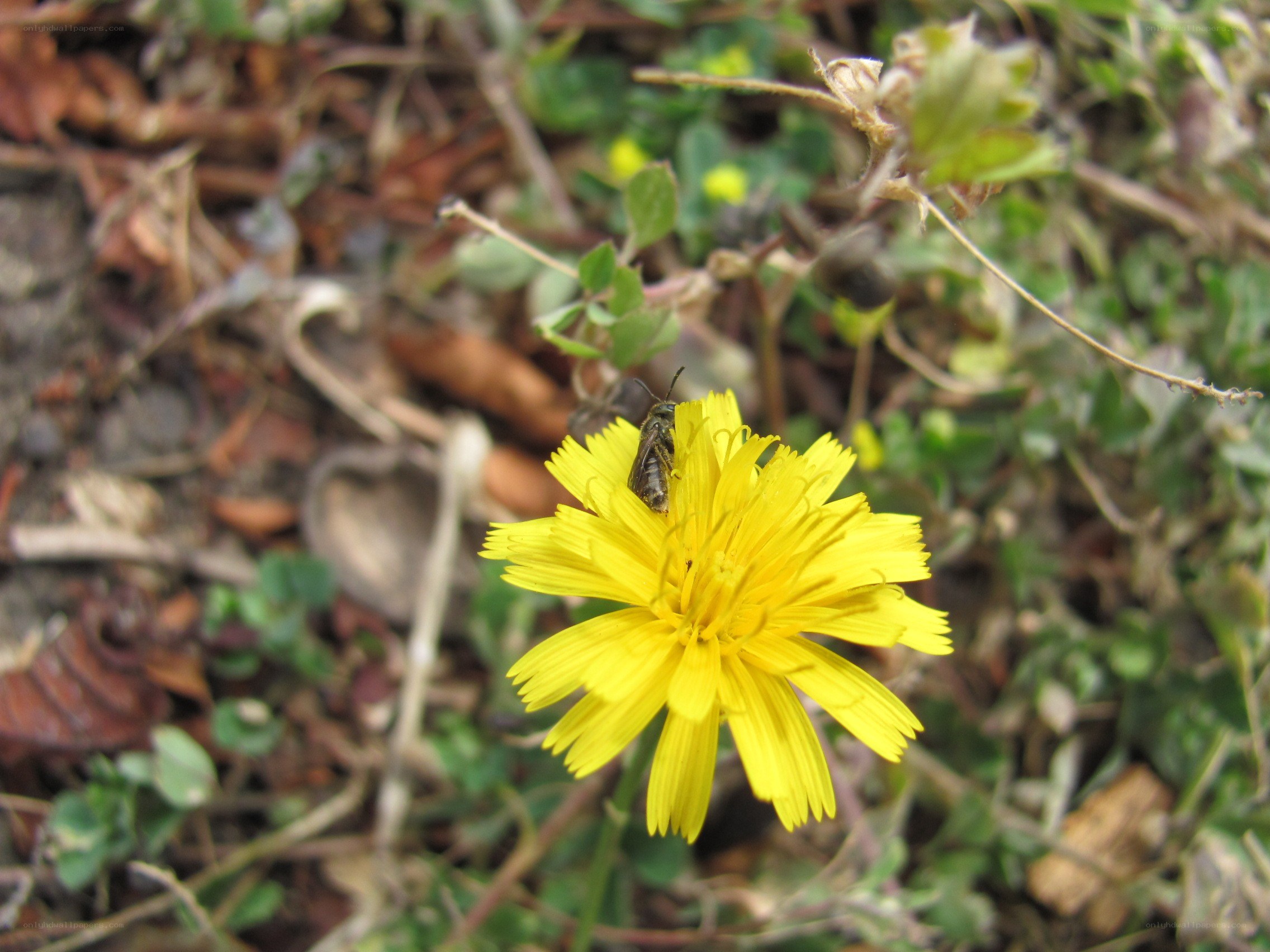 bee on a yellow flower