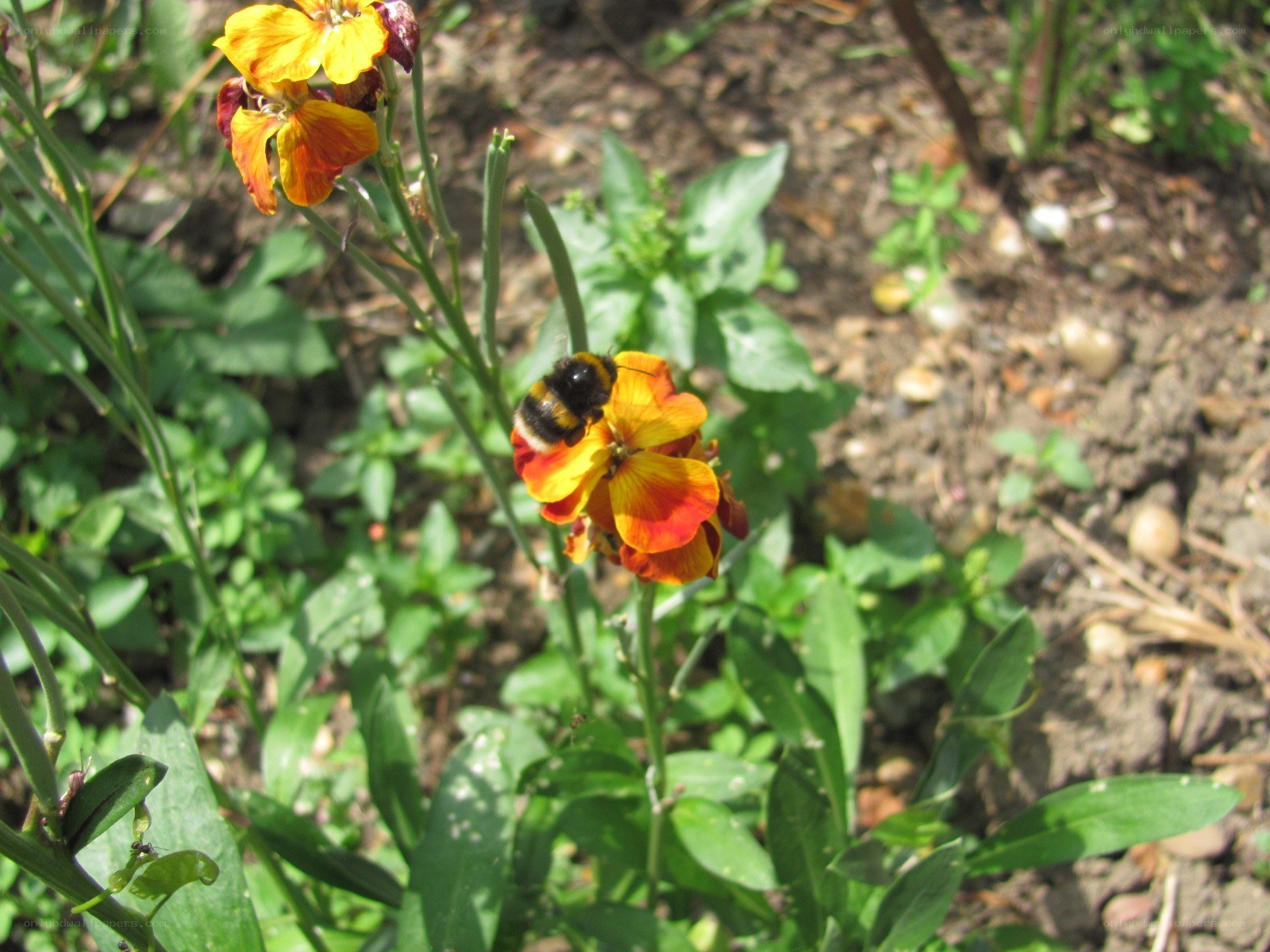 Bee on a yellow flower