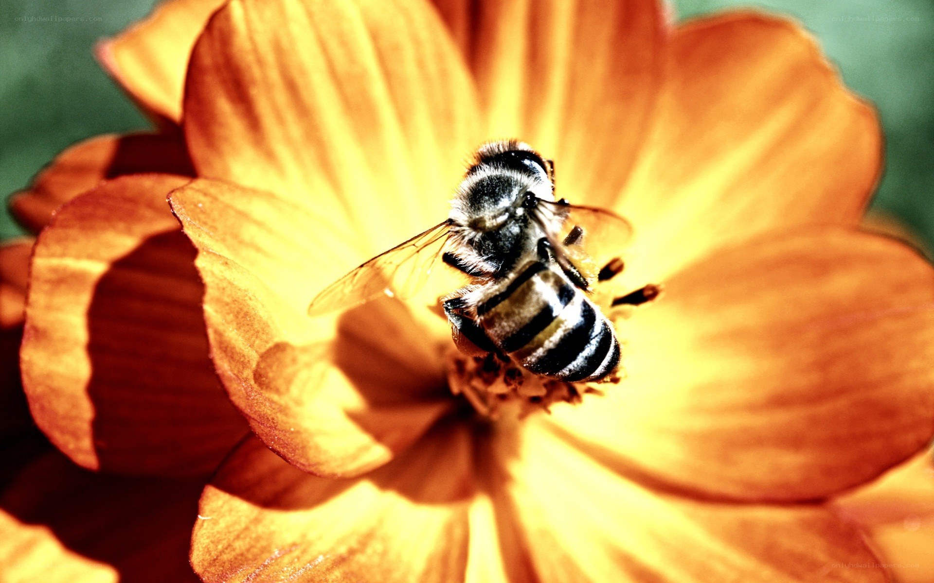 bee on a yellow flower