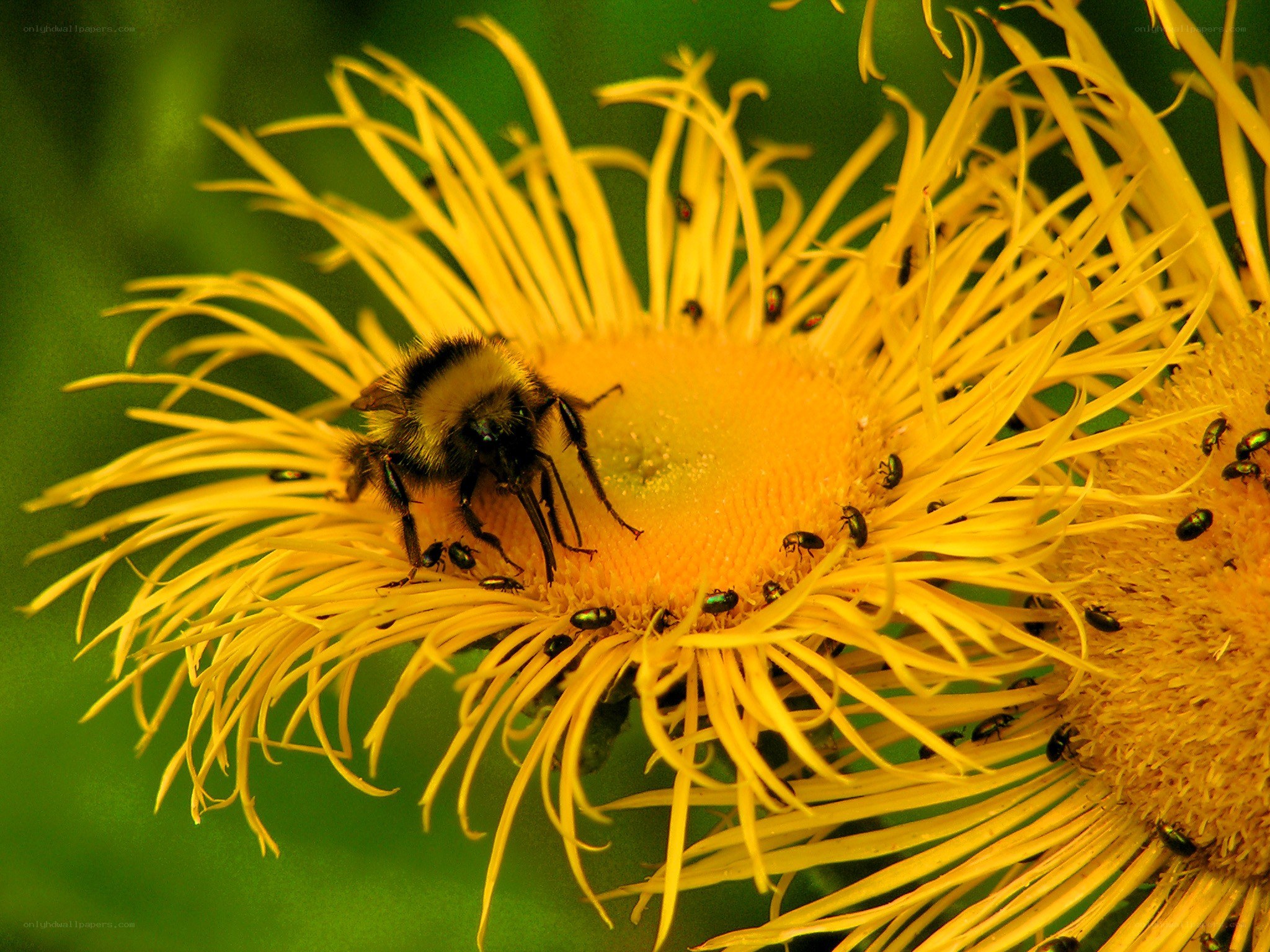 Bee on a yellow flower