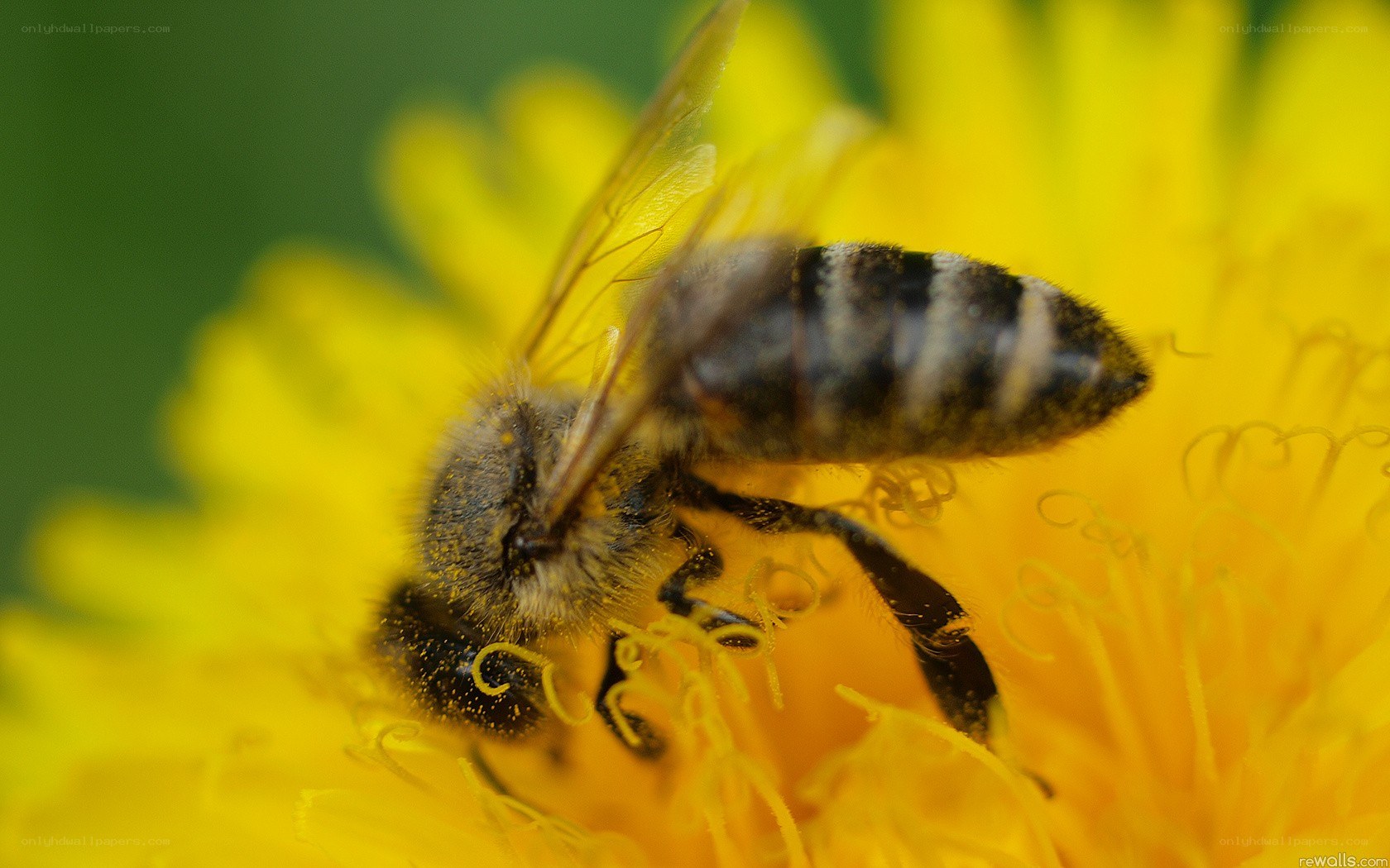 bee on a yellow flower