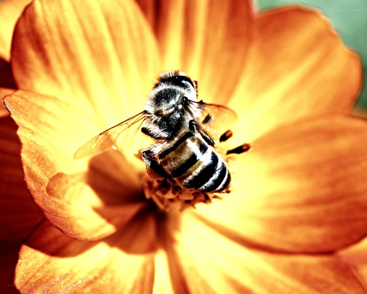 bee on a yellow flower