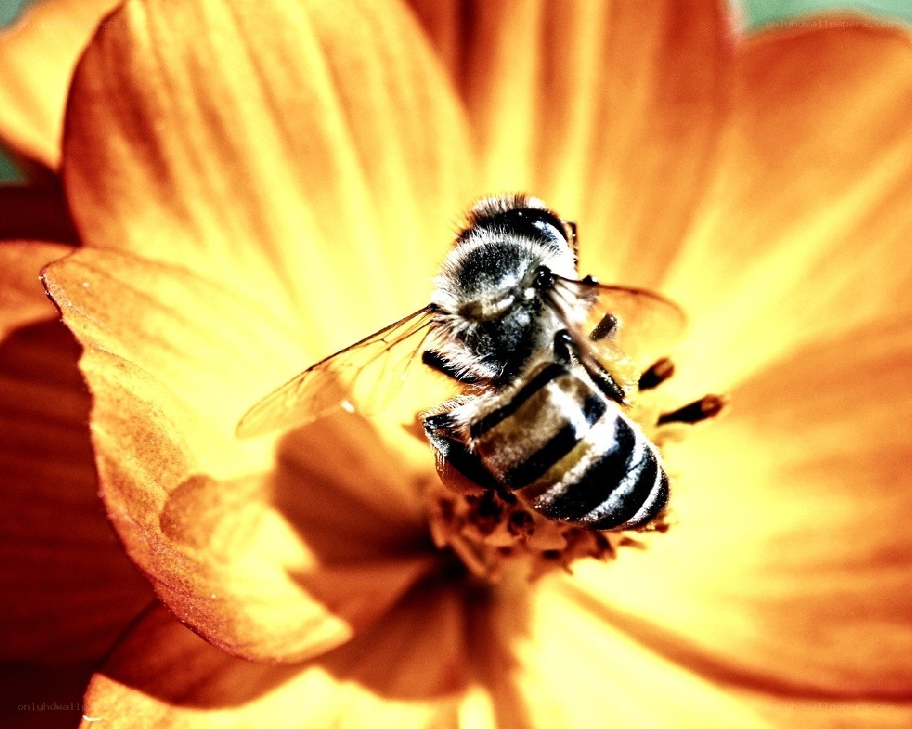 bee on a yellow flower