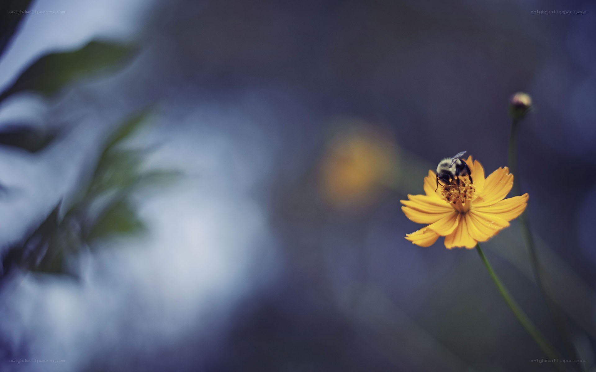 bee on a yellow flower
