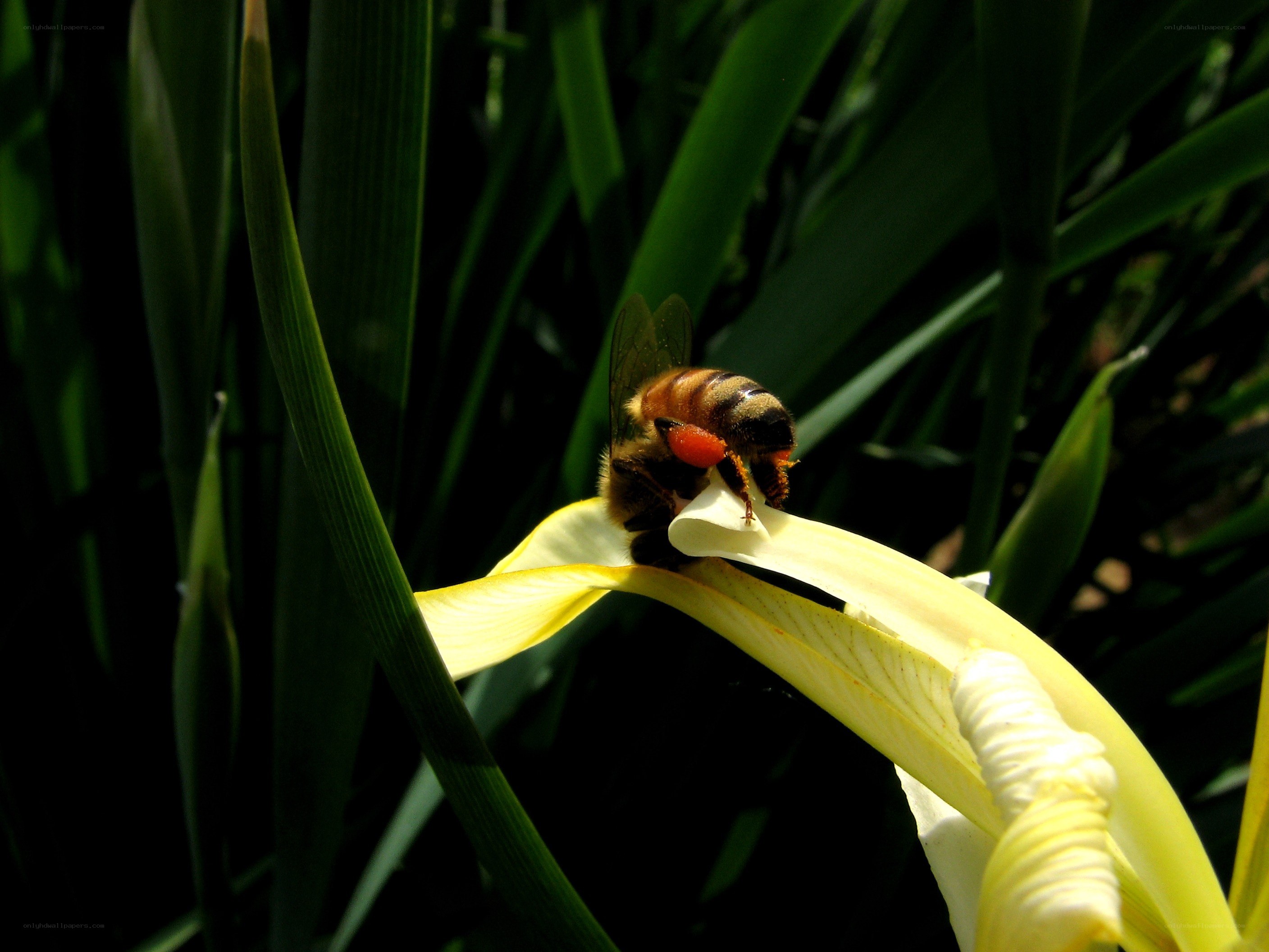 bee on a yellow flower