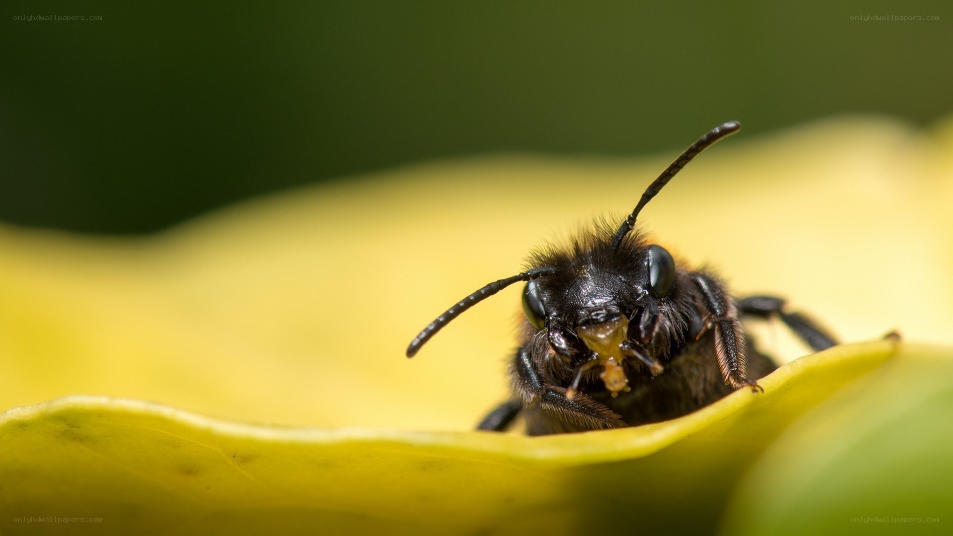 bee on a yellow flower